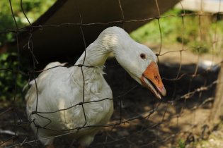 Já jsem u vrat za pět sekund - a ty?
