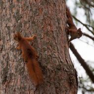 Zoo na sídlišti podruhé (Hádejte, jestli se nakonec potkaly)