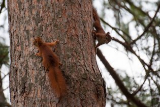 Zoo na sídlišti podruhé (Hádejte, jestli se nakonec potkaly)