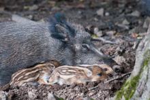 Odpočinek u maminky