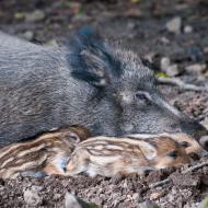 Odpočinek u maminky