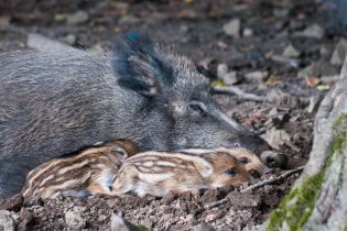 Odpočinek u maminky