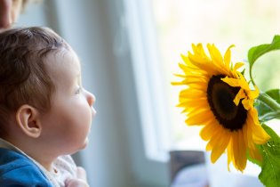 Brouček Verunka se chystá opylovat slunečnici