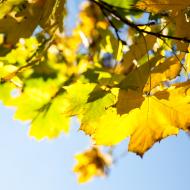 Podzim v protisvětle