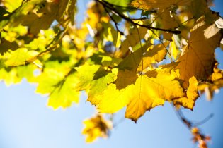 Podzim v protisvětle