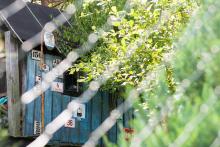 Šmírujeme přes plot v zahrádkářské kolonii