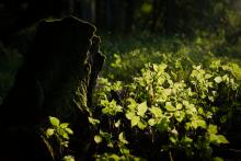 Večerní nálada v oboře