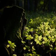 Večerní nálada v oboře