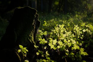 Večerní nálada v oboře