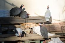 Zátiší s perličkami u Jundrovské hájenky