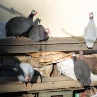 Zátiší s perličkami u Jundrovské hájenky