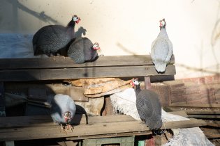 Zátiší s perličkami u Jundrovské hájenky