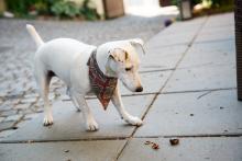 Chcete si procvičit kopání do kaštanů? Běžte na Dvorek pod Petrovem, tenhle pejsek se odbýt opravdu nenechá