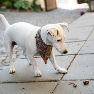 Chcete si procvičit kopání do kaštanů? Běžte na Dvorek pod Petrovem, tenhle pejsek se odbýt opravdu nenechá