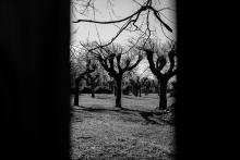 Pohled mezi plaňkami do klášterní zahrady v Oseku