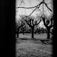 Pohled mezi plaňkami do klášterní zahrady v Oseku