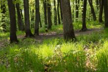 jeden z marných pokusů reálně zachytit krásu kohoutovických lesů