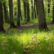 jeden z marných pokusů reálně zachytit krásu kohoutovických lesů