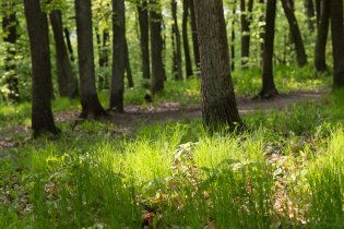 jeden z marných pokusů reálně zachytit krásu kohoutovických lesů