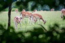 Daňci si rádi vyřizují záležitosti mezi čtyřma očima