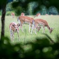 Daňci si rádi vyřizují záležitosti mezi čtyřma očima