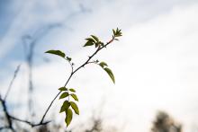 Jaro na Kamenném vrchu