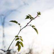 Jaro na Kamenném vrchu