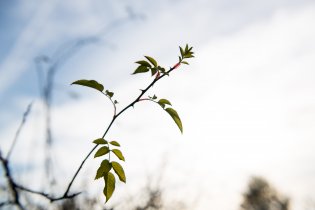 Jaro na Kamenném vrchu