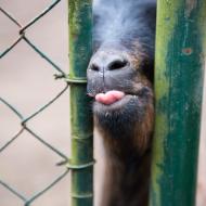 Dala bych si něco menšího