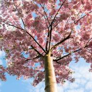 Sídlištní romantika