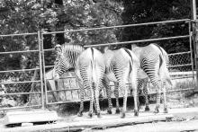 Tři zadky zebří...