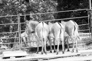 Tři zadky zebří...