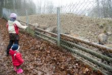 Věčně přežraná prasátka kupodivu po našich ovesných vločkách docela pásla