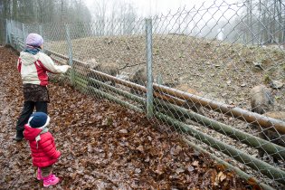Věčně přežraná prasátka kupodivu po našich ovesných vločkách docela pásla