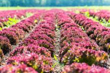 Farma Ráječek - salát, kam se podíváš