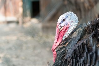 Pan krocan vypadá jak z jiného světa