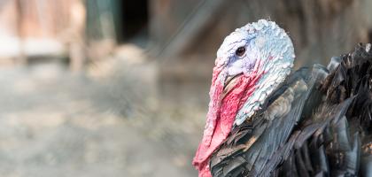 3. víkend v srpnu 2015