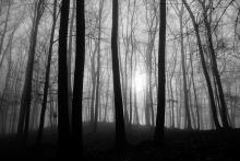 Kohoutovické hvozdy si ale trochu té mlhy ještě drží