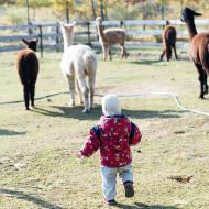 Verunko, doufám, že si pamatuješ ze školení, že k lamám se nikdy nemáš přibližovat zezadu!