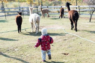 Verunko, doufám, že si pamatuješ ze školení, že k lamám se nikdy nemáš přibližovat zezadu!
