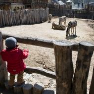 Stačilo málo a Verunka se zařadila mezi jihlavské zebry