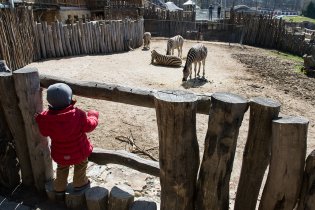 Stačilo málo a Verunka se zařadila mezi jihlavské zebry