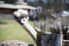 Dobrý den, co mi nesete?