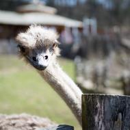 Dobrý den, co mi nesete?