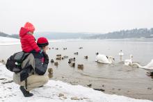 Labutě, krásné labutě, kam jdete večer na kutě?