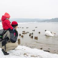 Labutě, krásné labutě, kam jdete večer na kutě?