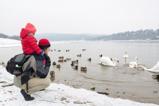 Labutě, krásné labutě, kam jdete večer na kutě?