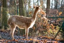 Nezdá se vám, že to listí ve vedlejším výběhu je o něco žlutější?