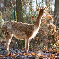 Nezdá se vám, že to listí ve vedlejším výběhu je o něco žlutější?