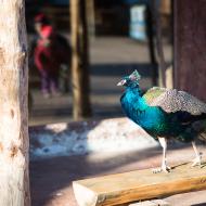 Pan páv se k rozbalení jen tak vyprovokovat nenechá